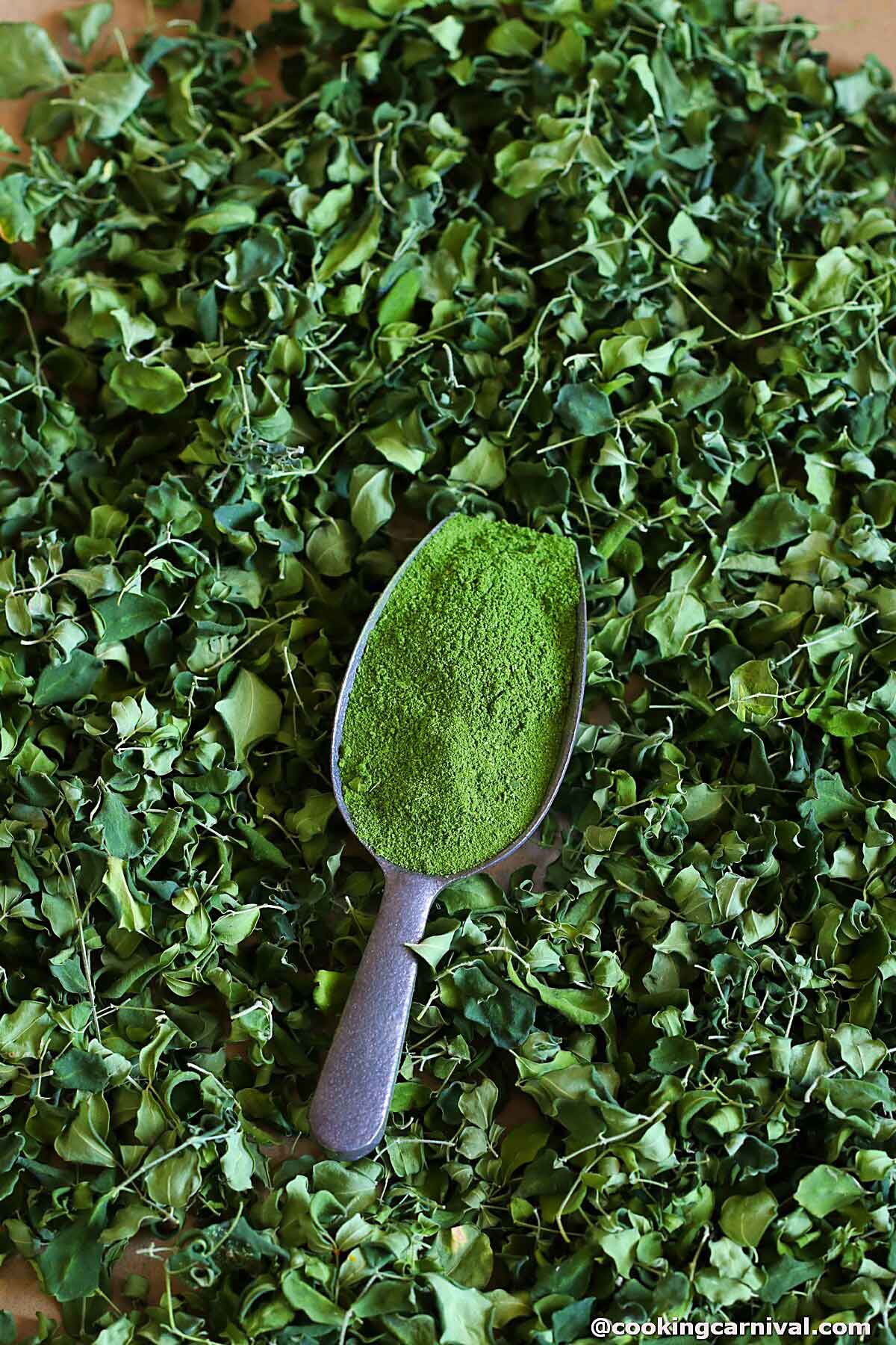 Dry moringa leaves and powder on the spoon.