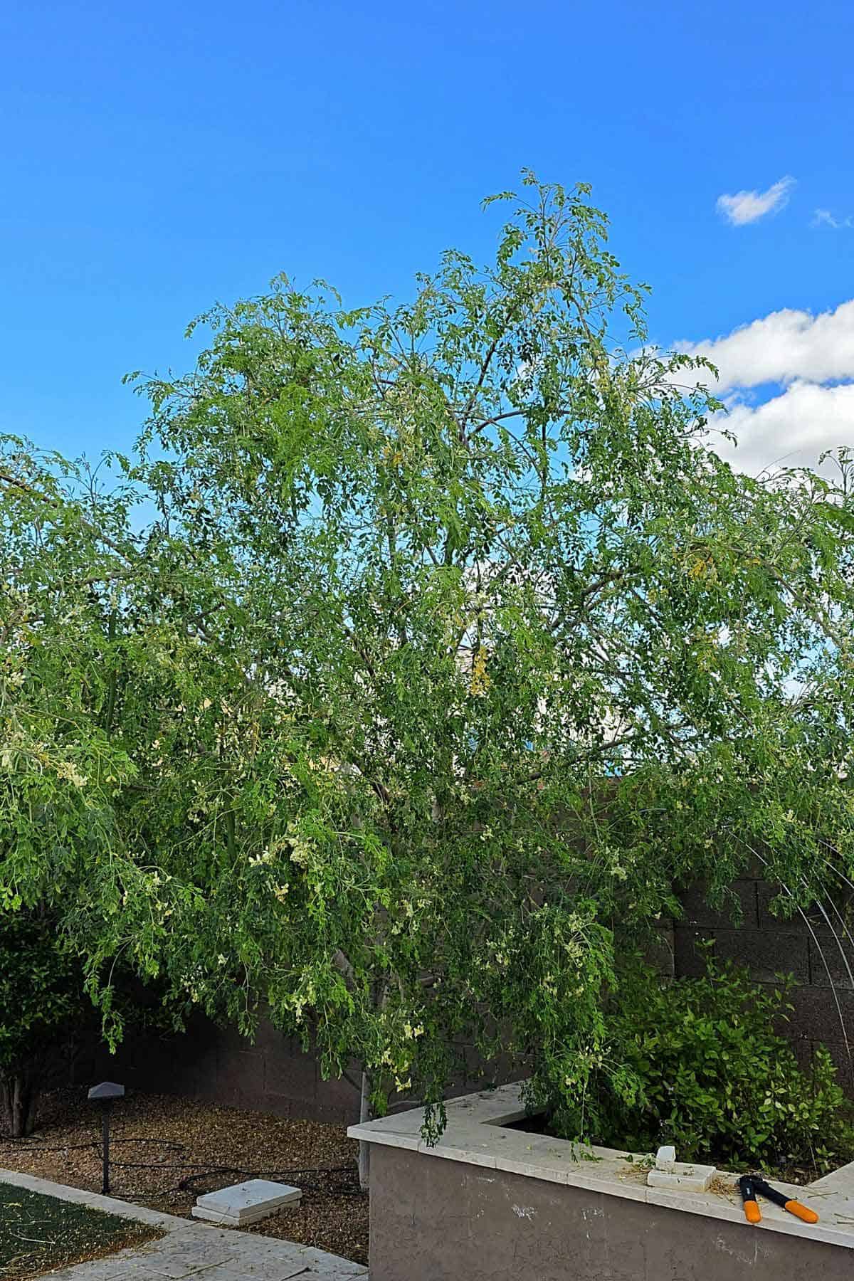 Moringa tree in my backyard.